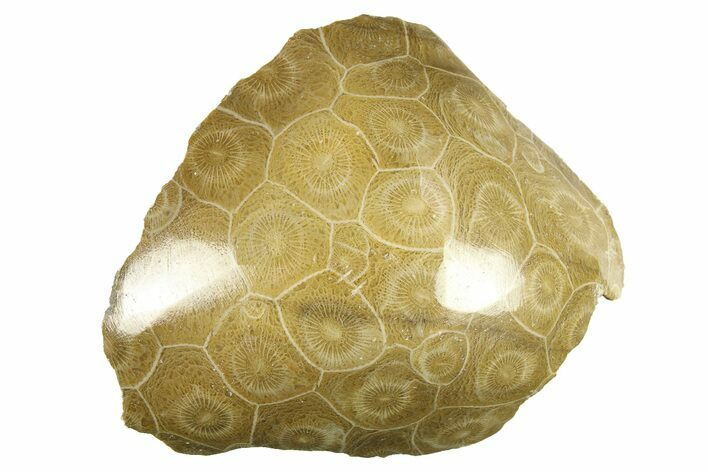 Polished Fossil Coral (Actinocyathus) Head - Morocco #276784